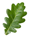 Green Oak-Leaf